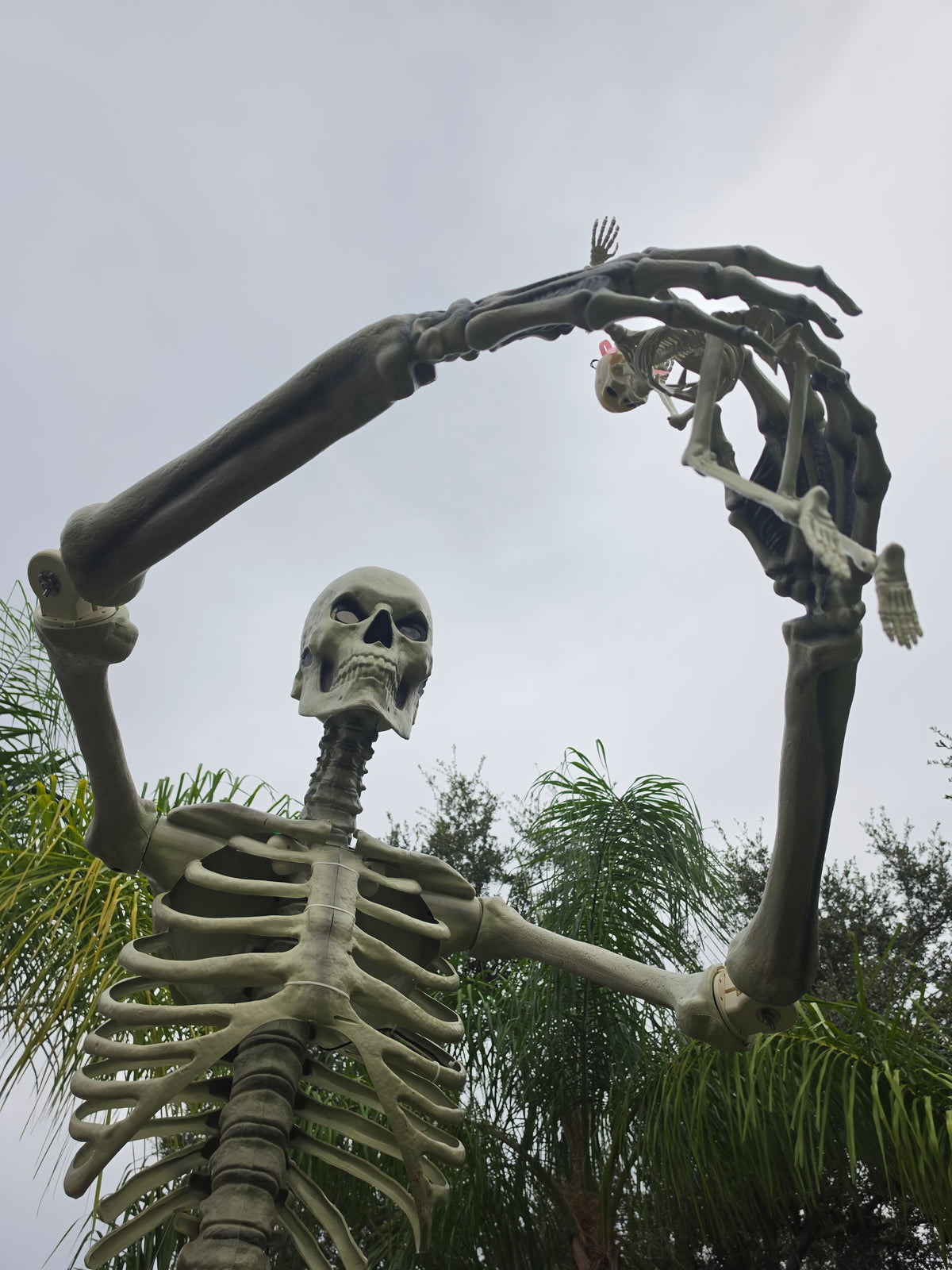 12 foot Home Depot Skeleton (Skelly) Poselbows, Posable Elbows with Stainless hardware.